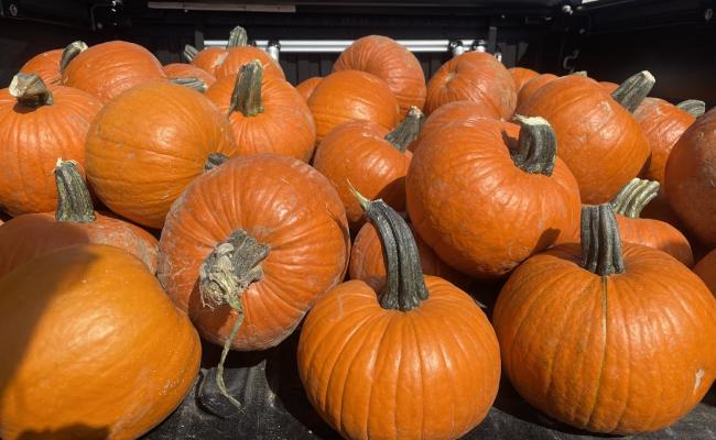 Kindergarten Field Trip