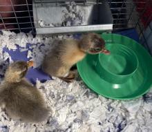Ducks Arrive