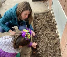 Planting bulbs